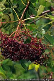 Attēlu rezultāti vaicājumam “Sambucus nigra fruit”