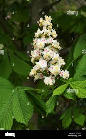 Attēlu rezultāti vaicājumam “Aesculus hippocastanum flower”