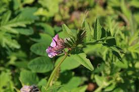 Attēlu rezultāti vaicājumam “Astragalus glycyphyllos flower”