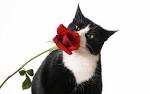 Beautiful Cat and Red Rose - Cats Wallpaper (16155680) - Fanpop ...