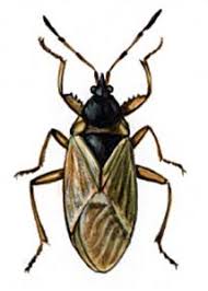 Attēlu rezultāti vaicājumam “Gastrodes grossipes”