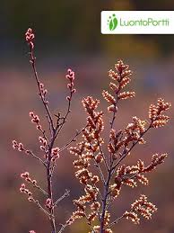 Attēlu rezultāti vaicājumam “Myrica gale fruit”