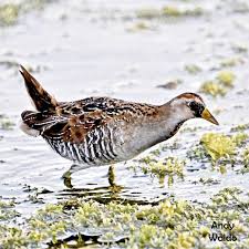 Image result for Porzana carolina