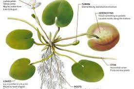 Attēlu rezultāti vaicājumam “Hydrocharis morsus-ranae bud”