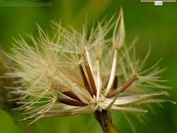 Attēlu rezultāti vaicājumam “Leontodon autumnalis  flower”