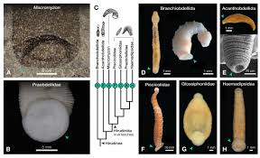 Attēlu rezultāti vaicājumam “Hirudinea”