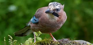 Attēlu rezultāti vaicājumam “Garrulus glandarius”