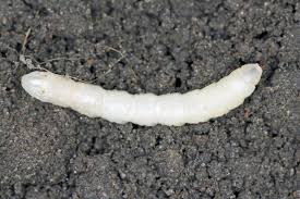 Attēlu rezultāti vaicājumam “Tipulidae larva”