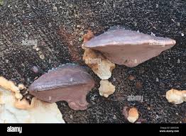 Attēlu rezultāti vaicājumam “Fomitopsis rosea”