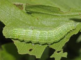 Attēlu rezultāti vaicājumam “Cosmia pyralina”