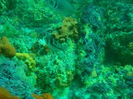 Image result for Chrysoblephus cristiceps