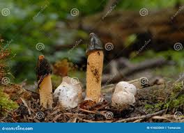 Attēlu rezultāti vaicājumam “Mutinus caninus”