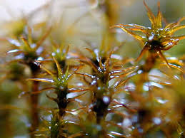 Attēlu rezultāti vaicājumam “Didymodon fallax var. brevifolius”