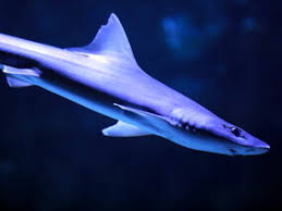 Image result for Mustelus