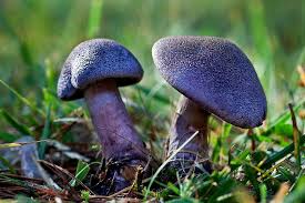 Attēlu rezultāti vaicājumam “Cortinarius violaceus”