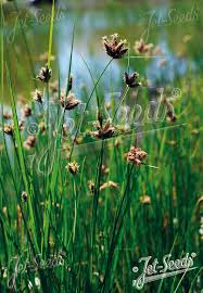 Attēlu rezultāti vaicājumam “Bolboschoenus maritimus”