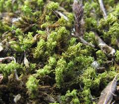 Attēlu rezultāti vaicājumam “Tortella tortuosa”