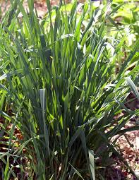 Attēlu rezultāti vaicājumam “Allium sativum fruit”