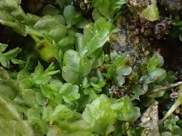 Attēlu rezultāti vaicājumam “Chiloscyphus pallescens”