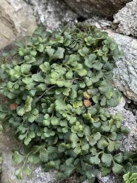 Attēlu rezultāti vaicājumam “Asplenium ruta-muraria”