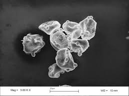 Attēlu rezultāti vaicājumam “Erysiphe galeopsidis”