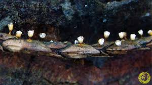 Attēlu rezultāti vaicājumam “Craterium leucocephalum”