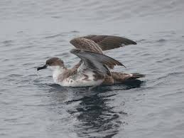 Image result for Puffinus gravis