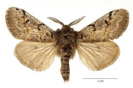 Attēlu rezultāti vaicājumam “Gynaephora selenitica larva”