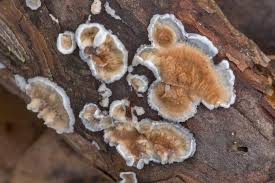 Attēlu rezultāti vaicājumam “Phlebia tremellosa”