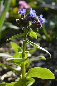 Attēlu rezultāti vaicājumam “Pulmonaria obscura flower”