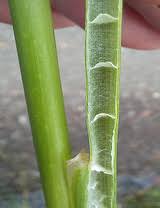 Attēlu rezultāti vaicājumam “Juncus bulbosus leaf”