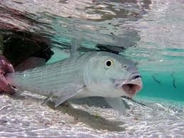 Image result for Albula glossodonta