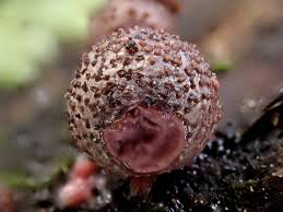 Attēlu rezultāti vaicājumam “Lycogala leopardinum sessile”