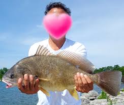 Image result for Aplodinotus grunniens