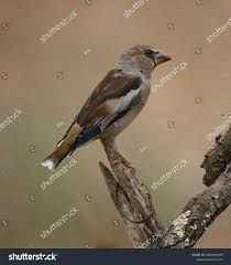 Attēlu rezultāti vaicājumam “Coccothraustes coccothraustes adult”