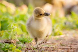 Attēlu rezultāti vaicājumam “Anser anser juvenile”