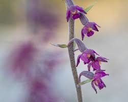 Attēlu rezultāti vaicājumam “Epipactis atrorubens fruit”
