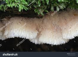 Attēlu rezultāti vaicājumam “Phlebia tremellosa”