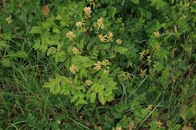 Attēlu rezultāti vaicājumam “Astragalus glycyphyllos flower”