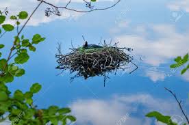 Attēlu rezultāti vaicājumam “Fulica atra nest”