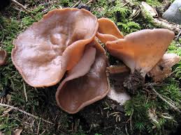 Attēlu rezultāti vaicājumam “Discina perlata”