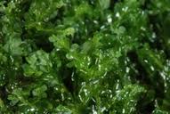 Attēlu rezultāti vaicājumam “Chiloscyphus pallescens”