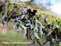 Attēlu rezultāti vaicājumam “Parmelia submontana”