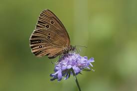 Attēlu rezultāti vaicājumam “Aphantopus hyperantus underside”