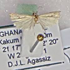 Attēlu rezultāti vaicājumam “Crambus heringiellus”