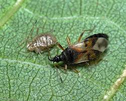 Attēlu rezultāti vaicājumam “Anthocoris nemorum”