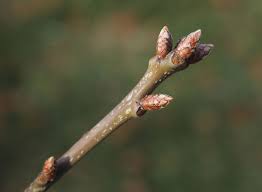 Attēlu rezultāti vaicājumam “Quercus rubra bud”