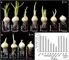 Attēlu rezultāti vaicājumam “Allium cepa”