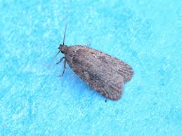 Attēlu rezultāti vaicājumam “Agonopterix heracliana”