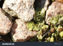 Attēlu rezultāti vaicājumam “Marchantiopsida”